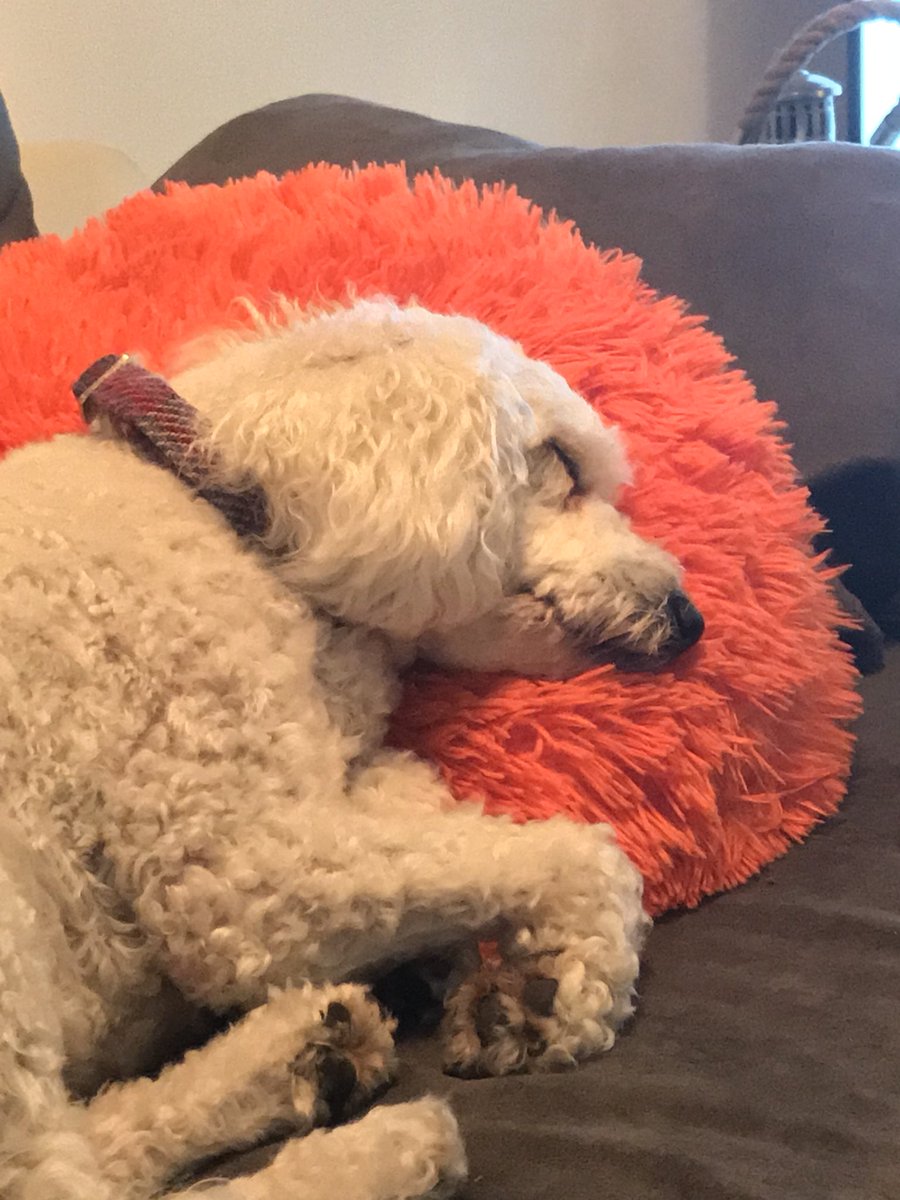 Diggler630's tweet photo. Aww my little poo looks super sleepy. Maybe that’s a good thing, it’s blooming freezing outside. #stellapoo #cockapoo #Stella #diggler630 #orange https://t.co/9BM3Fe5J5O