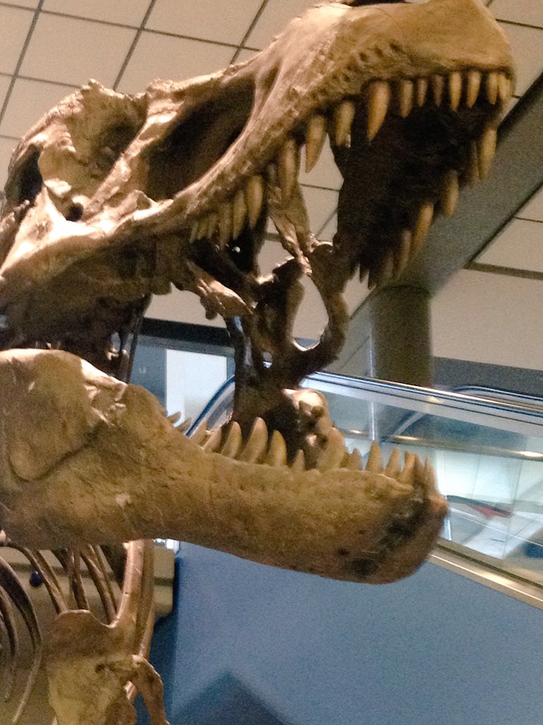 spintronicsHGW's tweet photo. Propably the cutest badge I ever had! T Rex escaped from Carnegie museum to airport, likes classic music, featuring Wagner. Leaving #MMM62 https://t.co/f8bFId7jIT