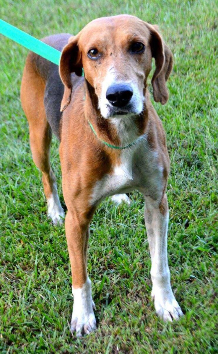 StJaneen's tweet photo. Sweet Norman a lovable #WalkerCoonhound would ❤️ a great home! #ColumbiaCoAnimalShelter #WhitevilleNC TheUnforgettableSouls@gmail.com @coonhoundlove #Coonhound https://t.co/3ZPqfd5lf3