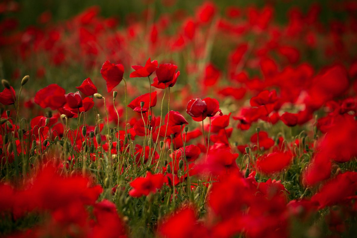 metoffice's tweet photo. "At the going down of the sun and in the morning, we will remember them" #RemembranceDay2017 https://t.co/BnnOenrhgr