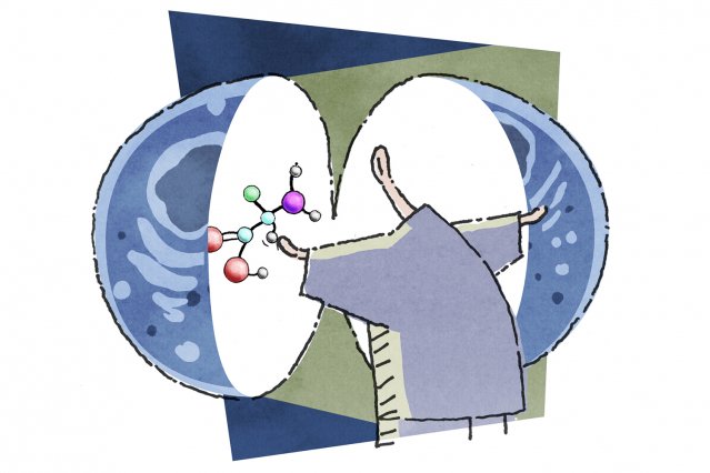 ScienceMIT's tweet photo. Researchers have identified a key nutrient sensor in the mTOR pathway that links nutrient availability to cell growth. https://t.co/DR9lDKxfED https://t.co/kFderTqJC4