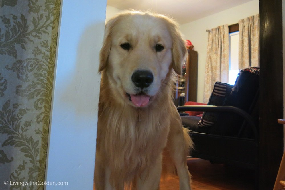 MaineGolden's tweet photo. Sorry can't chat. What happens at Grandma's house, stays at Grandma's house! #FriYay #SpoiledDog #DogSecrets https://t.co/3yeYjrVT8h
