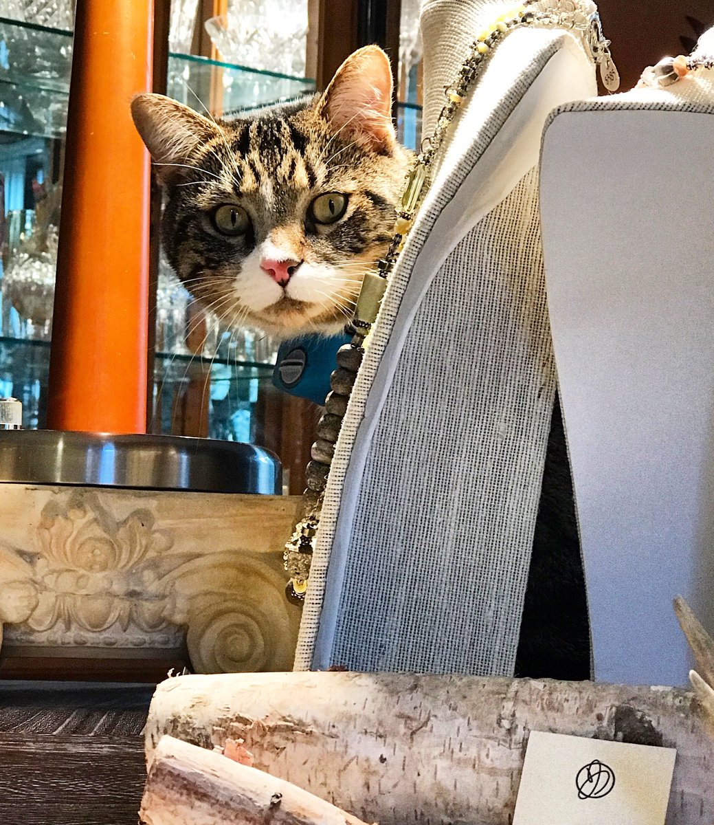 JillDuzan's tweet photo. PURRR-fect day for #holidayshopping! #MadebyHand #indianaartisans #jillduzan #leatherfeatherstone @MeridianMade #ohmstudio @sawyercandleco https://t.co/w0djKnH4FZ