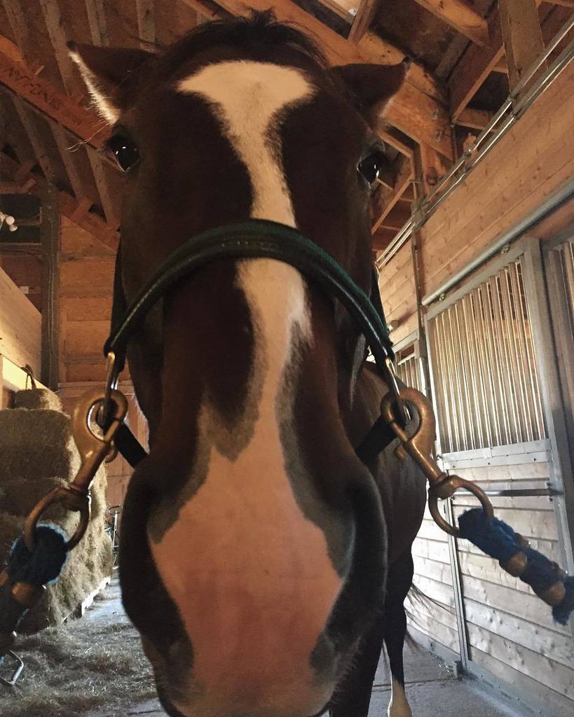 WMEquestrian's tweet photo. Smile! It's Friday! https://t.co/wLRCShDLZ7 https://t.co/AL0kcaNh3Y
