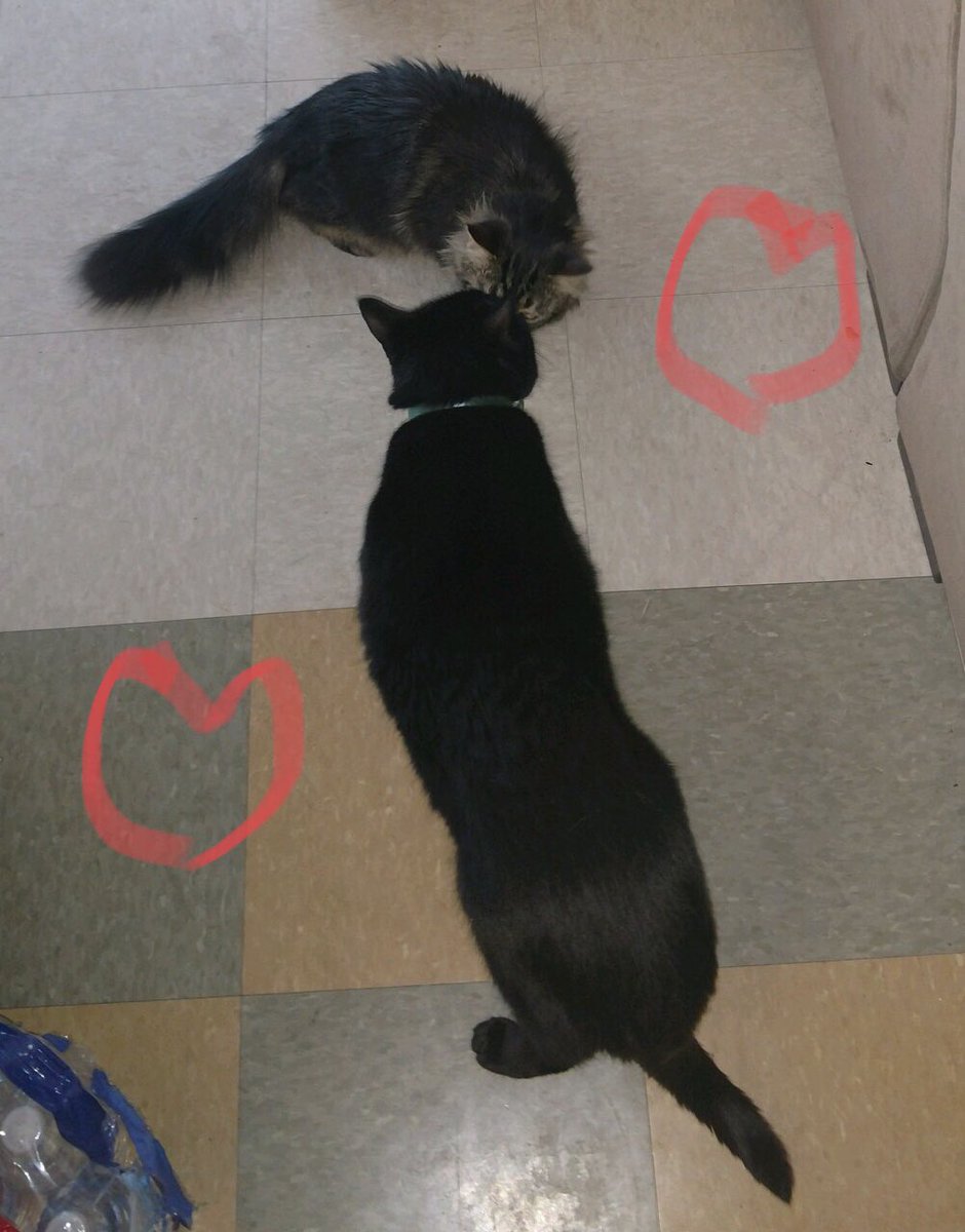 GabbySidibe's tweet photo. I just dropped Aaron off at a sleepover so that he can spend a few days with a 5yo Lady Cat and they are already kissing as I cry actual tears. 🐱❤️🐱=😭 https://t.co/fX4wUBB8Kf