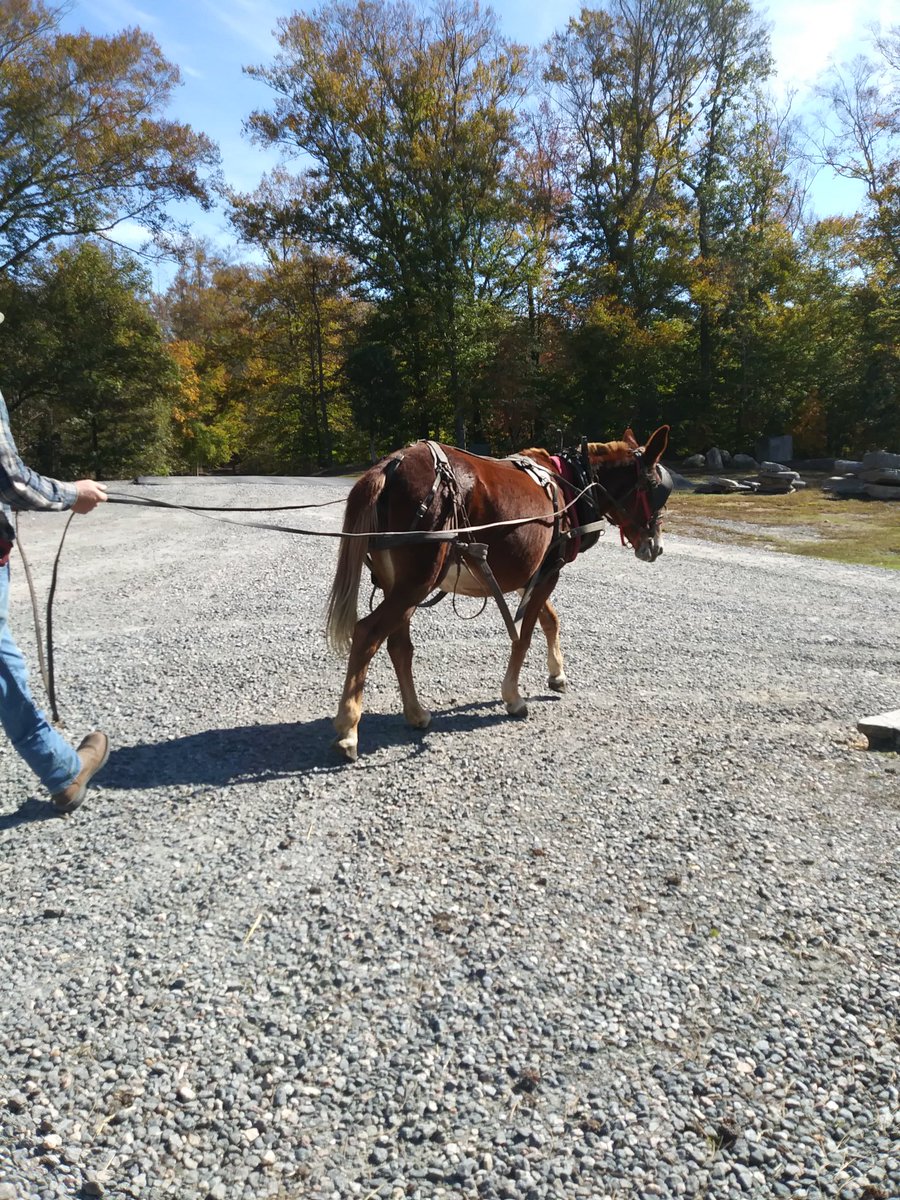 She will be pulling a plow by spring! #homesteading #mulepower