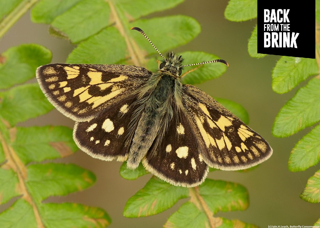 NatureBftB's tweet photo. Introducing Roots of Rockingham,led by @savebutterflies #naturebftb 
Aims to restore life between trees &amp; re-introduce the #chequeredskipper https://t.co/WEUefvCj0j