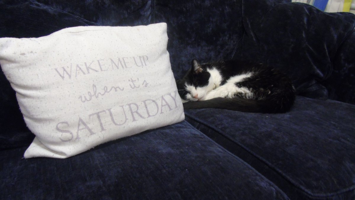 MaddockQAS's tweet photo. The girls are looking forward to a chilled weekend with Woody, Willow and Elsa #BoardingHousePets @QASCaversham https://t.co/QLlxmpJCIk