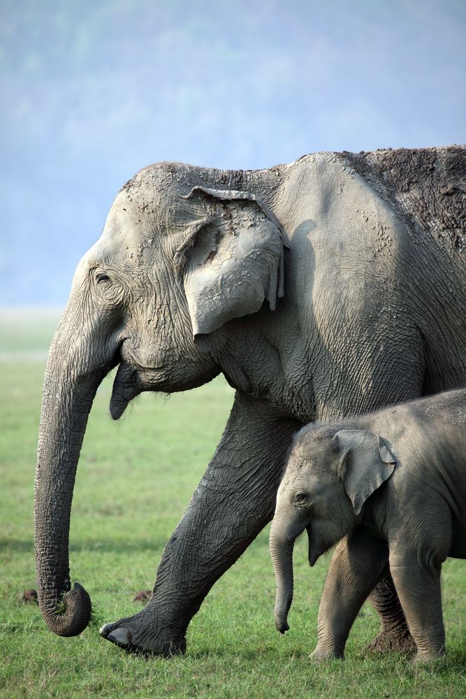 elephantfamily's tweet photo. Elephant corridors connect forest fragments so these beautiful giants can travel safely. Photo © A Bonnier #elephantfriday #fridayfeeling https://t.co/g08WmAWO05