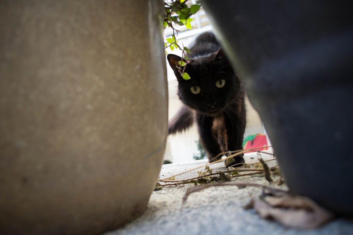 RadiantPresence's tweet photo. The #kitty sez: I'm hunting a large bird... https://t.co/OiiA55fXz2