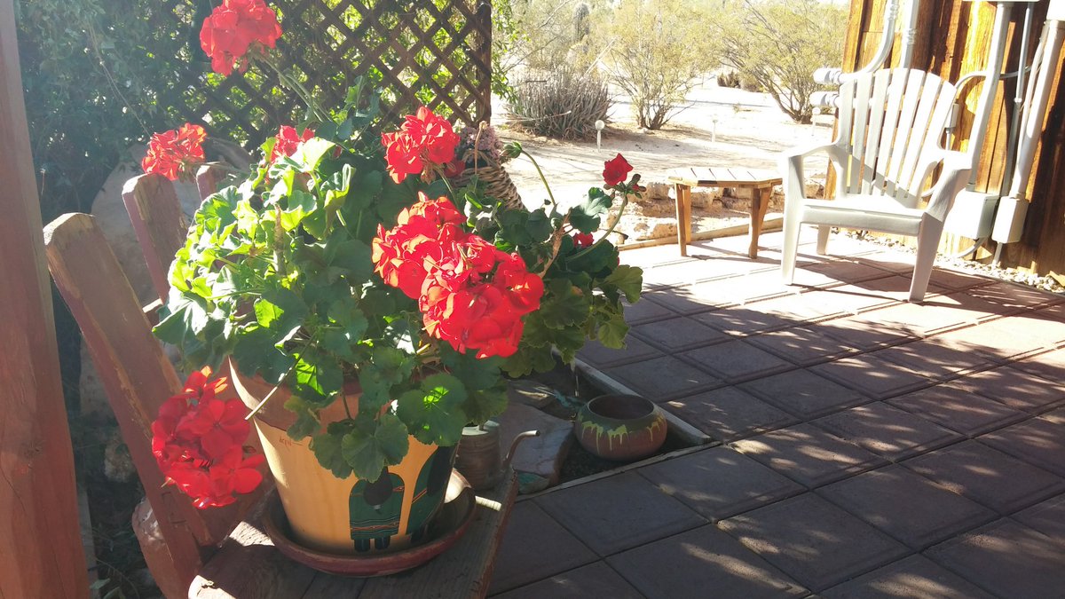 FranchiseRvMaid's tweet photo. November in Arizona it's time to plant and enjoy your spring flowers #rvlife #AZRVparks #RVtravel #AZ is the best place to be all winter long come join us 😎 https://t.co/w7RjnEYp9i