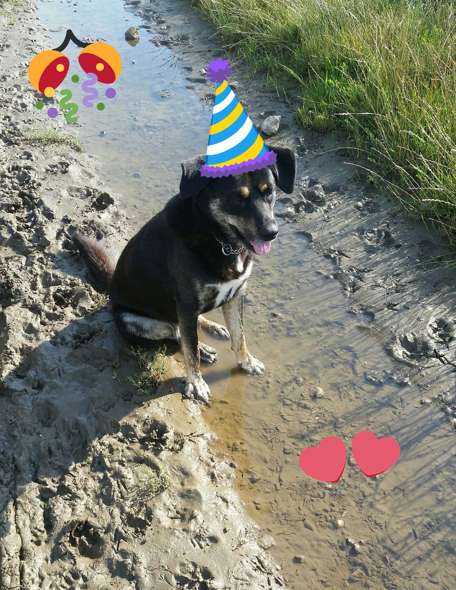 xPrincipessax's tweet photo. Geburtstags Hundi : D 
3 Jahre ♡ https://t.co/WTcGCoqVTu