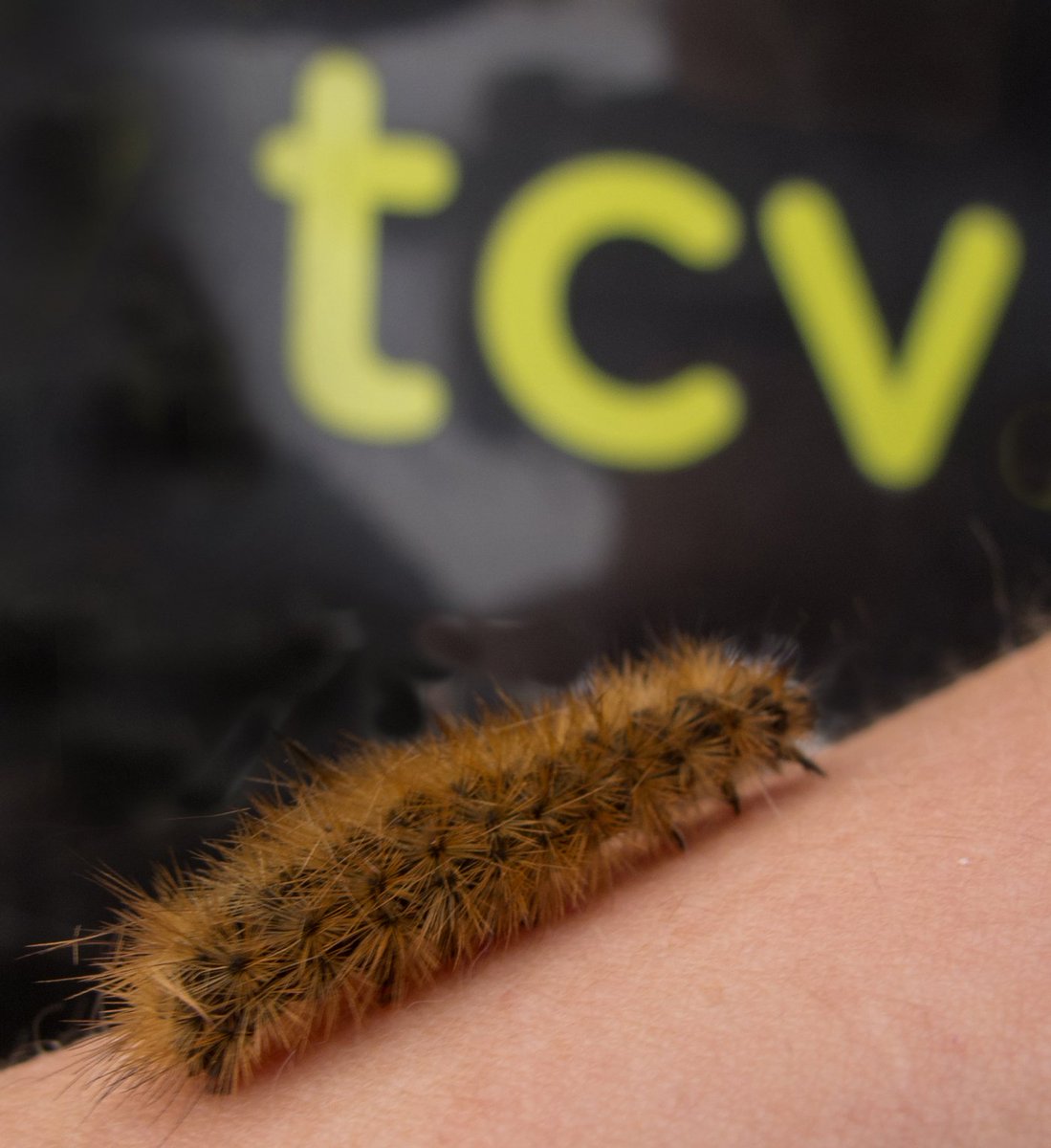Natural_Talent's tweet photo. Great discovery Michelle! Ruby Tiger moth caterpillar found whilst carrying out wildflower meadow management near Glasgow Museum Resource Centre -1st time recorded there &amp; the only recent local record. Superb work! 🐛🦋#joininfeelgood https://t.co/S0VB0STgu6