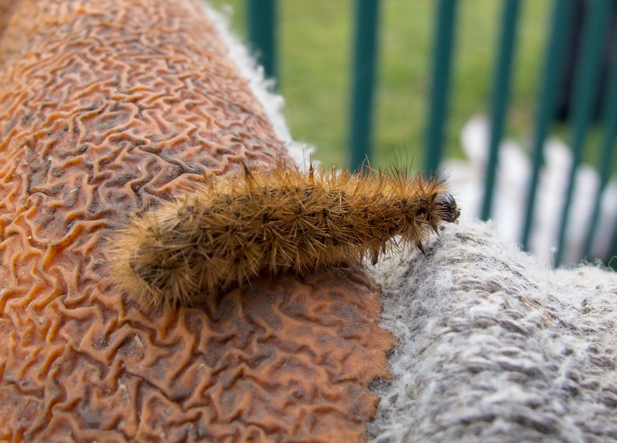 Natural_Talent's tweet photo. Great discovery Michelle! Ruby Tiger moth caterpillar found whilst carrying out wildflower meadow management near Glasgow Museum Resource Centre -1st time recorded there &amp; the only recent local record. Superb work! 🐛🦋#joininfeelgood https://t.co/S0VB0STgu6