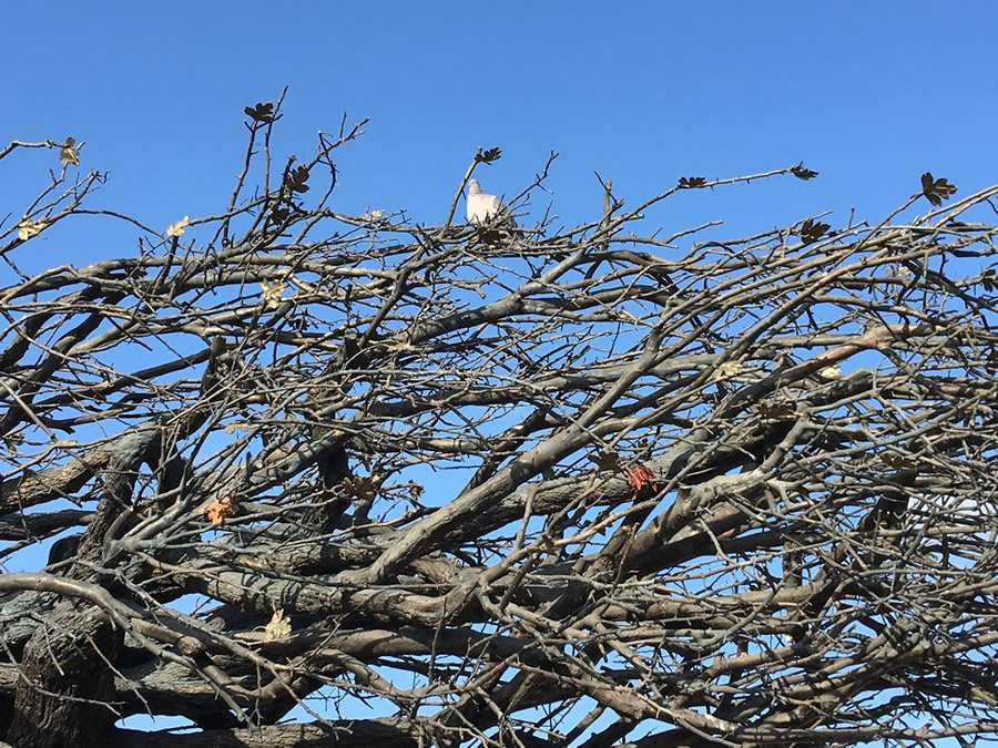 PMSA_Sculpture's tweet photo. 'This is conceptual rather than natural' READ the ARTIST's COMMENTARY and BIOG! LEARN about OUR 2017 #PMSA @MarshAwards #publicsculpture SHORTLIST here https://t.co/FdPHTTTxmm FIND OUT about @JillBerelowitz #hismindseyetree #shakespeare #stratforduponavon' https://t.co/me88elQ2Rm