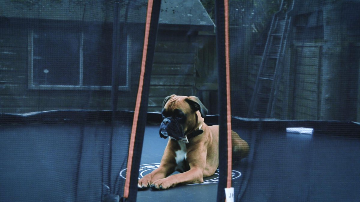 StopFundingHate's tweet photo. Buster's best friend is a German Shepherd, & like a lot of people he's becoming increasingly uncomfortable at the way parts of the press talk about foreign nationals.... #BusterTheBoxer #MozTheMonster #BringBackBuster #StartSpreadingLove https://t.co/mm7OOSt9wu https://t.co/m8ZCAftruf