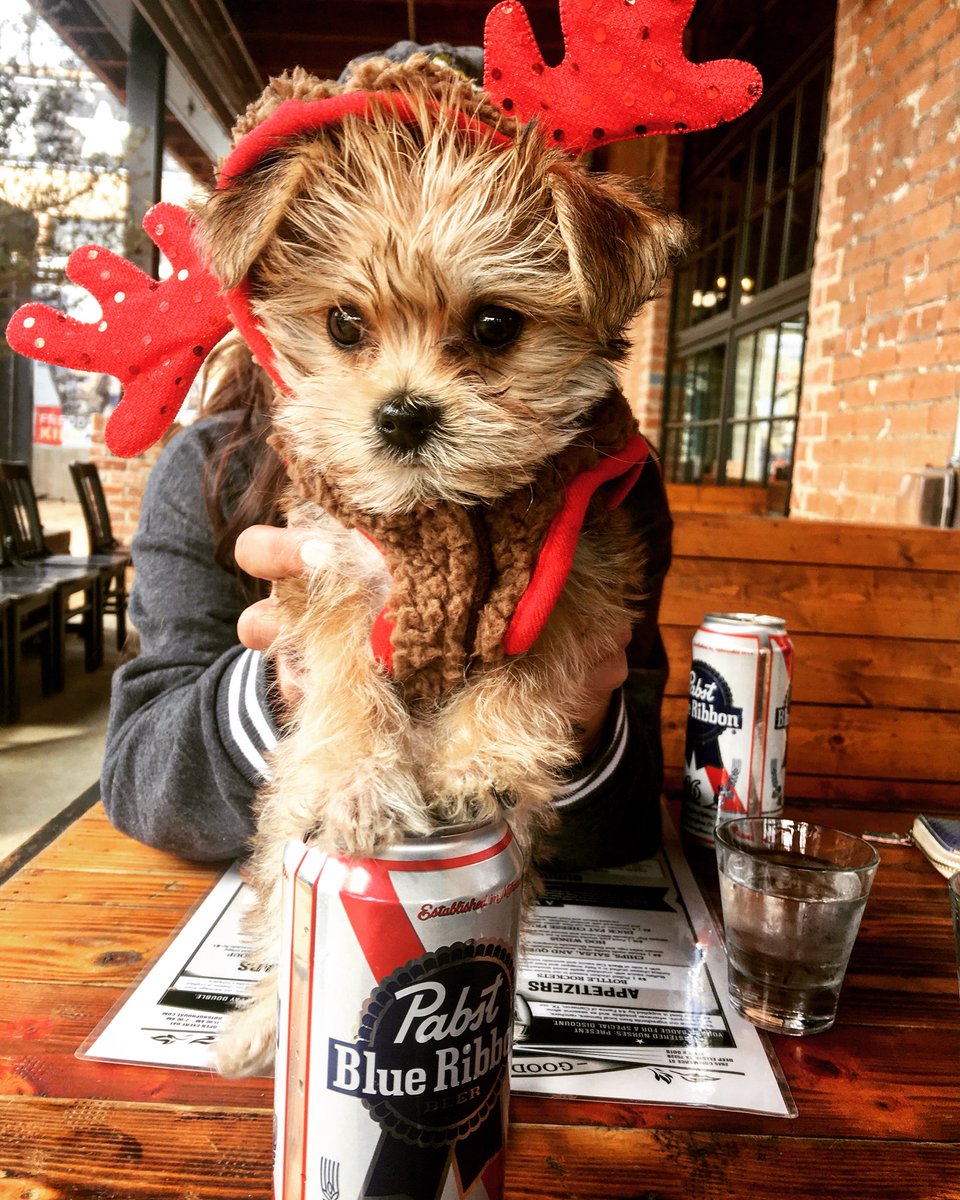 This small deer is quite the lush...

#PBRpet #Pabst #DogLush #PBR #DotsHopHouse #DeepEllum #DogsOfInstagram #PabstBlueRibbon #Friday