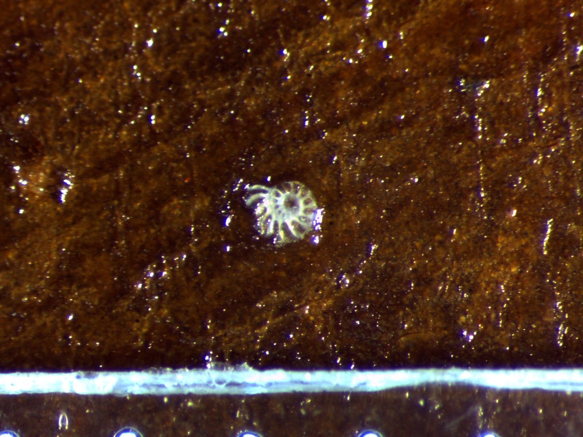 Wat wij in een schilderij van #benjamincuyp hebben gevonden? Een fossiel! Om precies te zijn een foraminifeer, een klein in zee levend organisme van nog geen millimeter groot. Hoe komt dat nou in Benjamin Cuyps 'Aanbidding van de herders'?