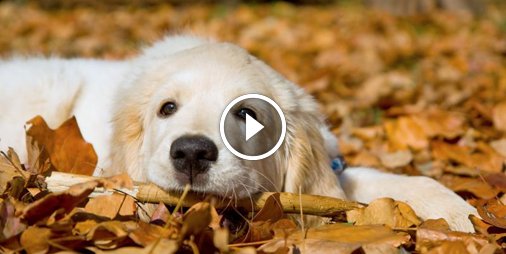 Ce chien est le roi du cache-cache... ou presque 🤣 ☛ bit.ly/2iLfK9q