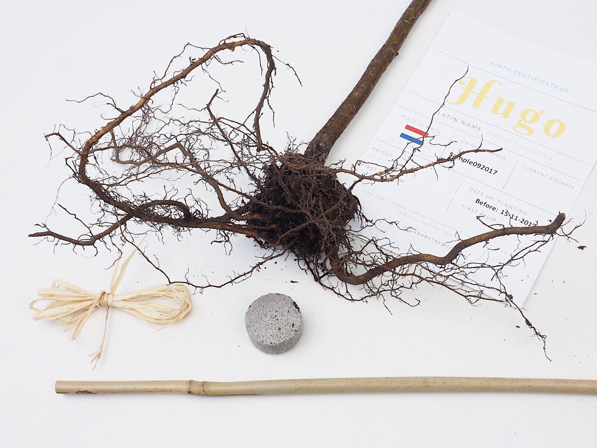 #babytree #relatiegeschenk #kerst #duurzaam gekweekt #mvo #kerstpakket