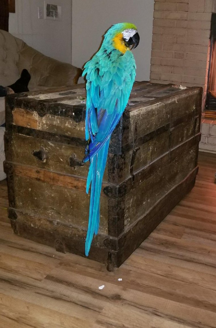 MaxMacaw's tweet photo. #trunkjunk #macawlife https://t.co/eFHSQrzvf1