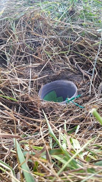pitfall_fellows's tweet photo. Have you ever wondered how a #pitfall works? Here are some pictures to explain it a little! #ENVB222 #invertebrates #grasslands https://t.co/JvmTXR5eSo