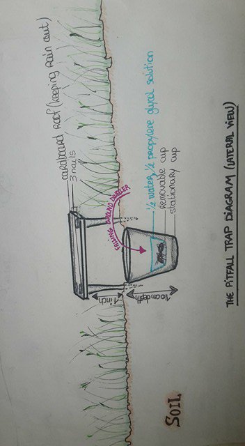 pitfall_fellows's tweet photo. Have you ever wondered how a #pitfall works? Here are some pictures to explain it a little! #ENVB222 #invertebrates #grasslands https://t.co/JvmTXR5eSo