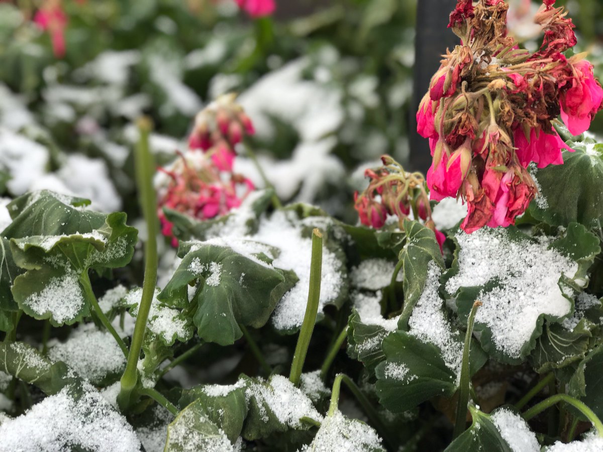 IthacaCollege's tweet photo. There's nothing quite like the first IC snow of the season.❄️ https://t.co/ngauUTX8MQ
