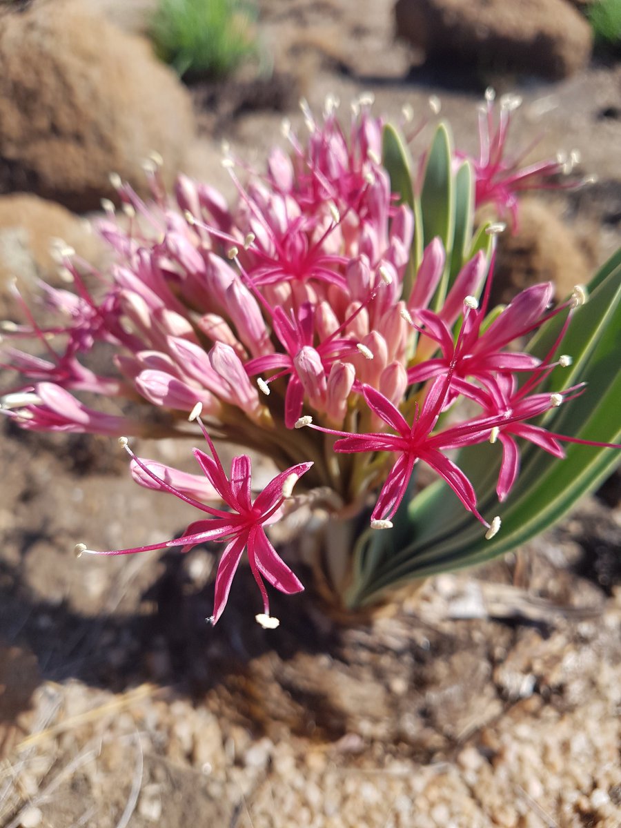 MartiBlom's tweet photo. I was so happy to find the sweetly scented Boophane disticha (Poison bulb / kopseerblom) #BotanyOnTheRun https://t.co/hJtINtPohc