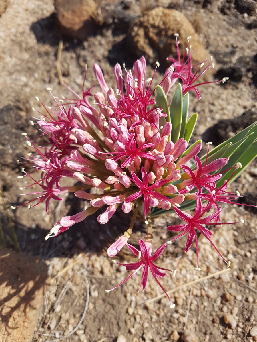 I was so happy to find the sweetly scented Boophane disticha (Poison bulb / kopseerblom) #BotanyOnTheRun