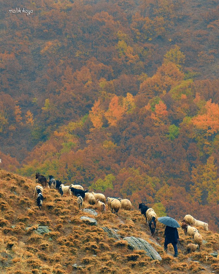 voxpoptr's tweet photo. Kartpostal değil, Dersim'de bir sonbahar günü..
/ Fot: Malik Kaya https://t.co/9daz2hX96n