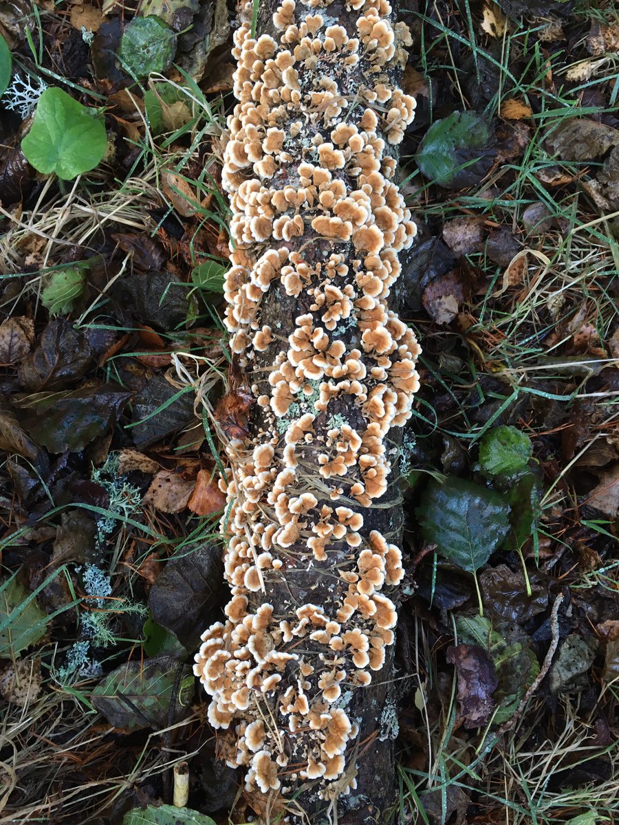 James Allison tweet media