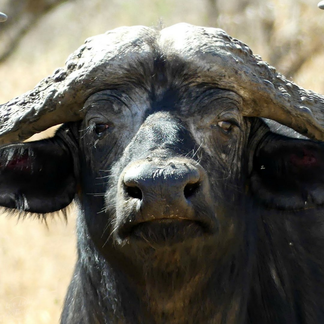 LiveLightTravel's tweet photo. Did you know the #CapeBuffalo has an exceptional memory? 
#LiveLightTravel #Safari #Africa #LuxuryTravel https://t.co/OmAznZ8IPs