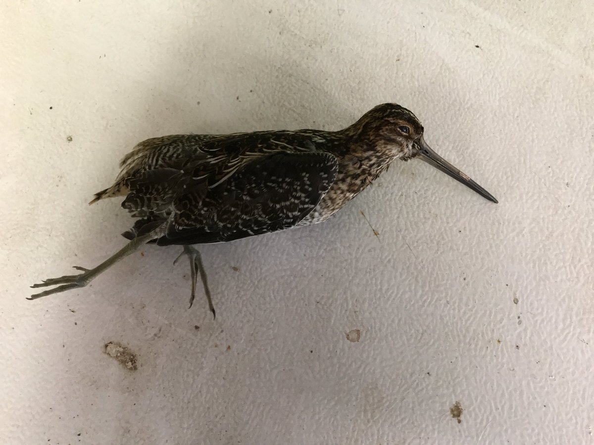 fishdoc999's tweet photo. #FWclass snipe hunting is real https://t.co/VpBOFeqwvK