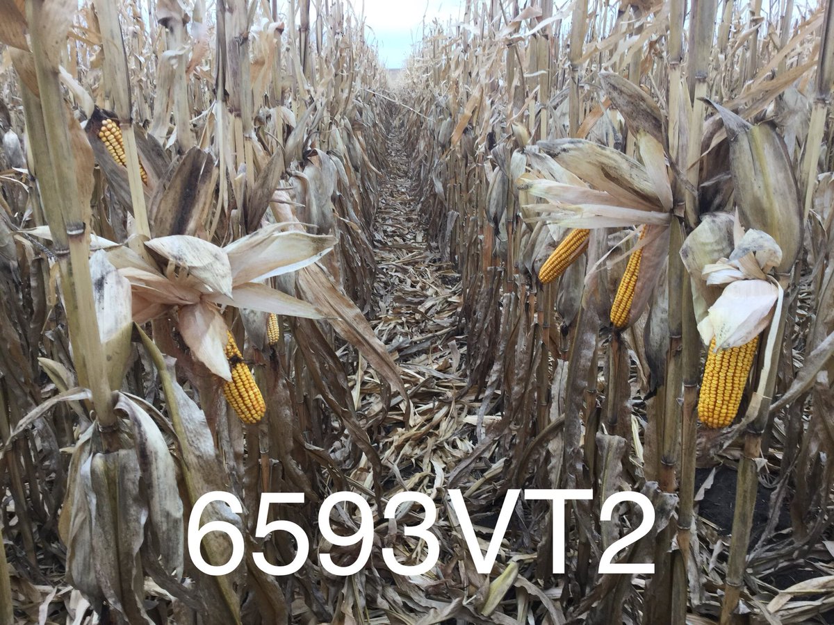 NWIA_agronomist's tweet photo. These two products in the P3 plot north of Primghar are showing great yield potential and standability on this cold, windy Nov. day. #Phyieldzone https://t.co/96su4AEUc3