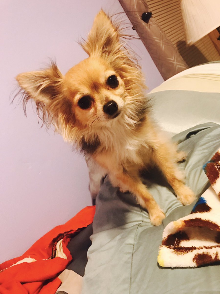 Nessaboo201's tweet photo. She is so fluffy!! #myelliegirl #shehasmyheart https://t.co/s20pvZ5DPz