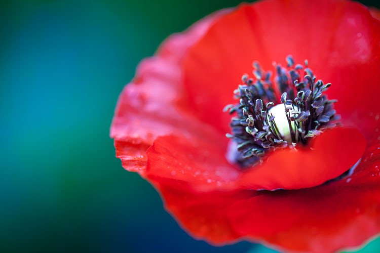 FSGVAdoptions's tweet photo. Our office will be closed on Monday, Nov 13th in observance of Remembrance Day (Saturday Nov 11th). #LestWeForget #RemembranceDay2017 https://t.co/yhTGN7tzC5