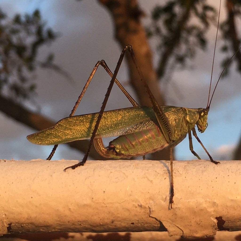 brandonfender's tweet photo. Took this pic while Ty and I were clearing brush. Taken with an iPhone 6. I can't wait until iPhone X. #FenderRanch #Grasshopper #ClearingBrush #Clear #Brush #RanchWork #Ranching #RanchLife #Pics #Pictures #Photos #Photography #PhotographyLife https://t.co/bDEok1YdrI
