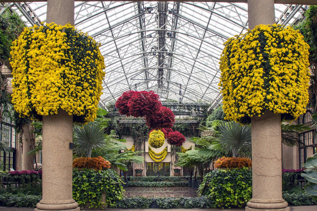 Longwood Gardens On Twitter This Weekend Enjoy Chrysanthemum This Weekend Enjoy Chrysanthemum Festival At Peak Bloom Discover What Makes Longwood Tradition So Amazing