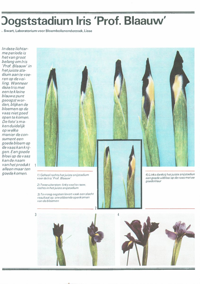 Uit een bronchure over de snijbloementeelt van bol irissen (medio 1980). Over de oogstadium van iris Prof Blaauw, waarin wordt geadviseerd om de bloemen met het juiste snijstadium aan te voeren (middenkader de rechter iris). Voor huidige begrippen erg rijp..... 😁