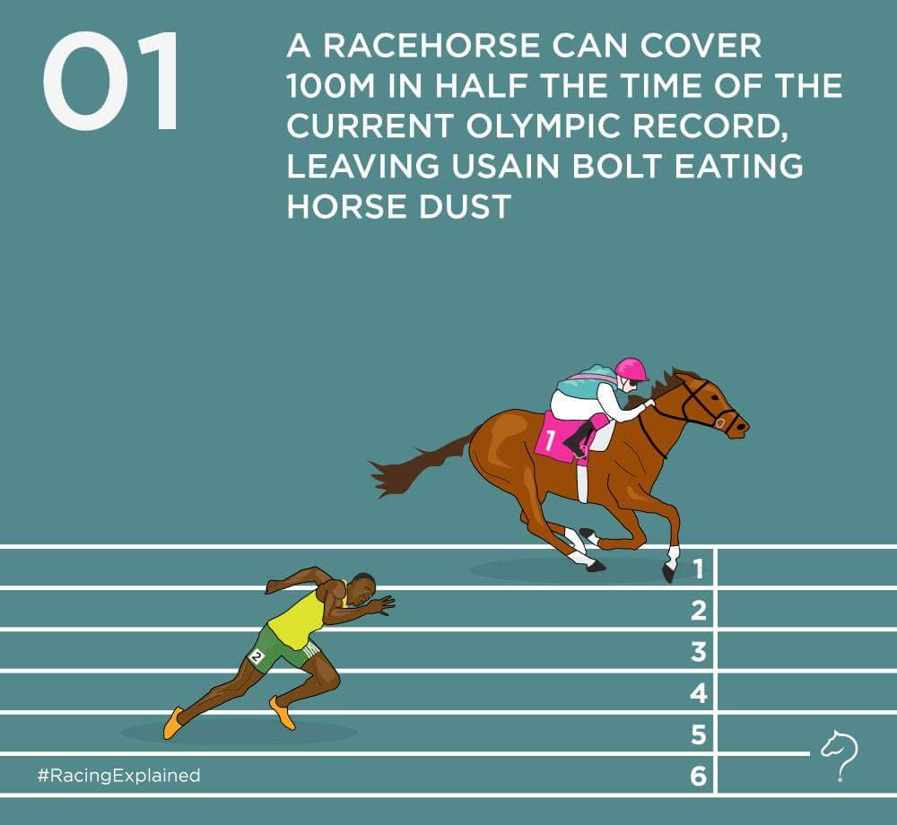 3furlongsout's tweet photo. Brilliance from @TheJockeyClub #racingexplained graphics are really good for #HorseRacing novices. https://t.co/5cw7rPGikt