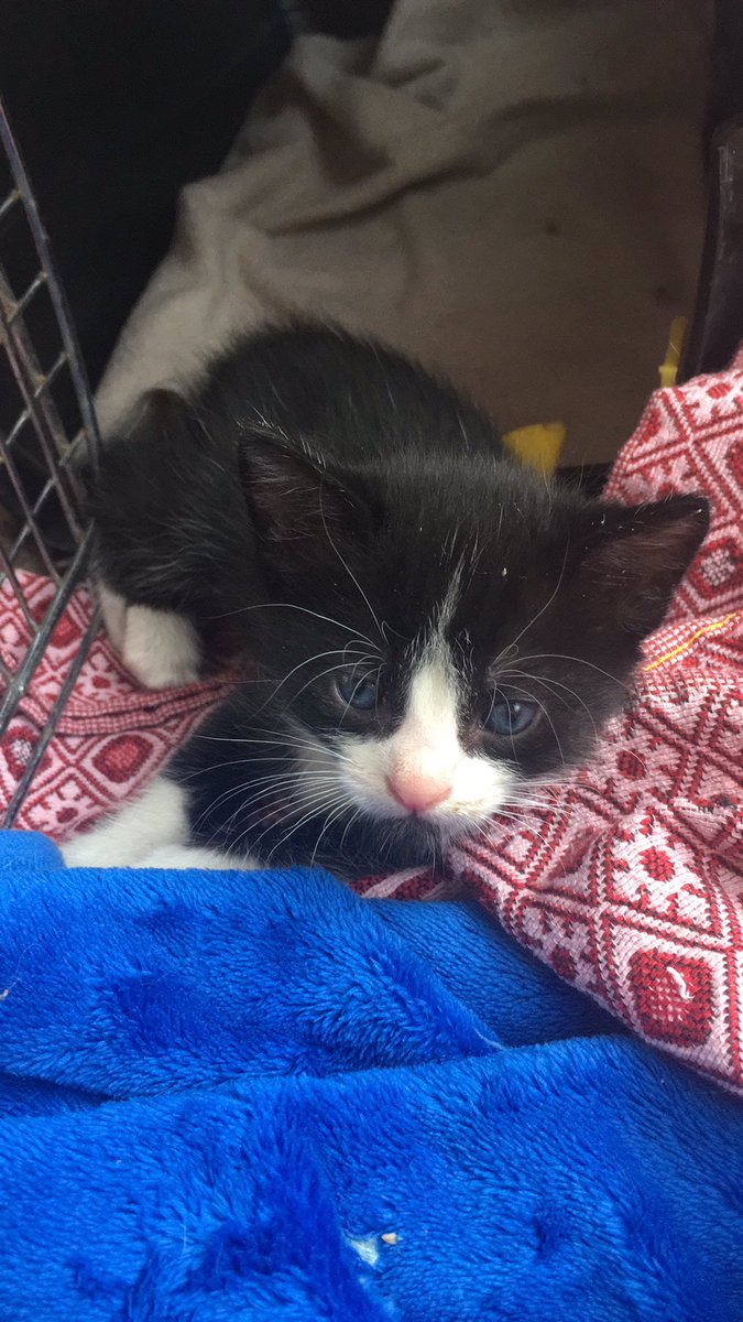 bittersweetwes's tweet photo. kittens♥️ https://t.co/dkVyvP0C2f