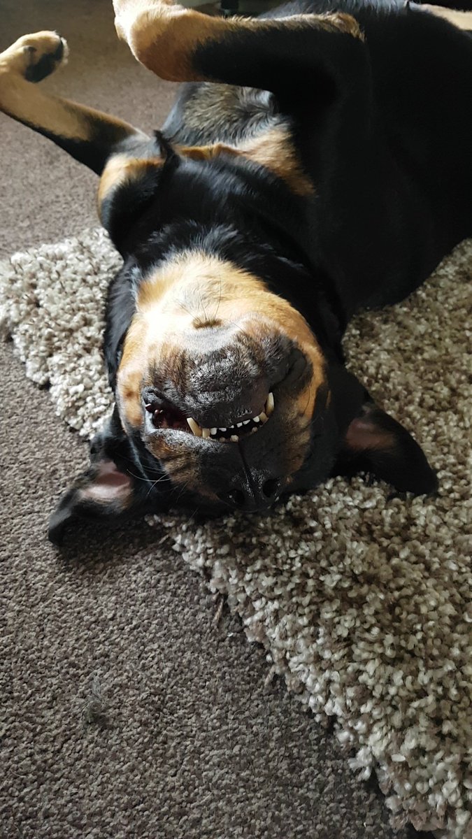 toni_roche's tweet photo. She's so normal 🤔 #Rottweiler https://t.co/wVqOBNFObT