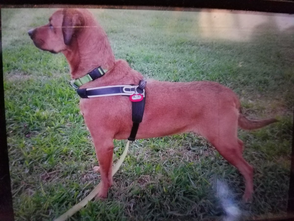 burlingtonpd's tweet photo. Have you seen Sam? He is a friendly Rhodesian Ridgeback mix who was last seen in Woburn near the Burlington line on Cambridge Street. He may have ran into the Mary Cummings Park area. @WoburnPolice @ChiefFerullo @burlmassdogpark @BPDACO https://t.co/Xh2TCRlJNW