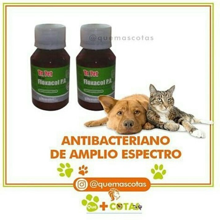 QueMascotas's tweet photo. Indicado para infecciones respiratorias, gastrointestinales, génito-urinarias y cutáneas e infecciones secundarias de enfermedades virales en PERROS y GATOS. @QueMascotas https://t.co/vlTfKyn9kt