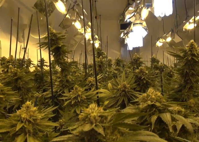 HowardOkanagan's tweet photo. Medical cannabis production a growing concern for West Kelowna #westkelowna #westbank #Marijuana https://t.co/SieHGbmbZs https://t.co/7Tb5cOBqxj