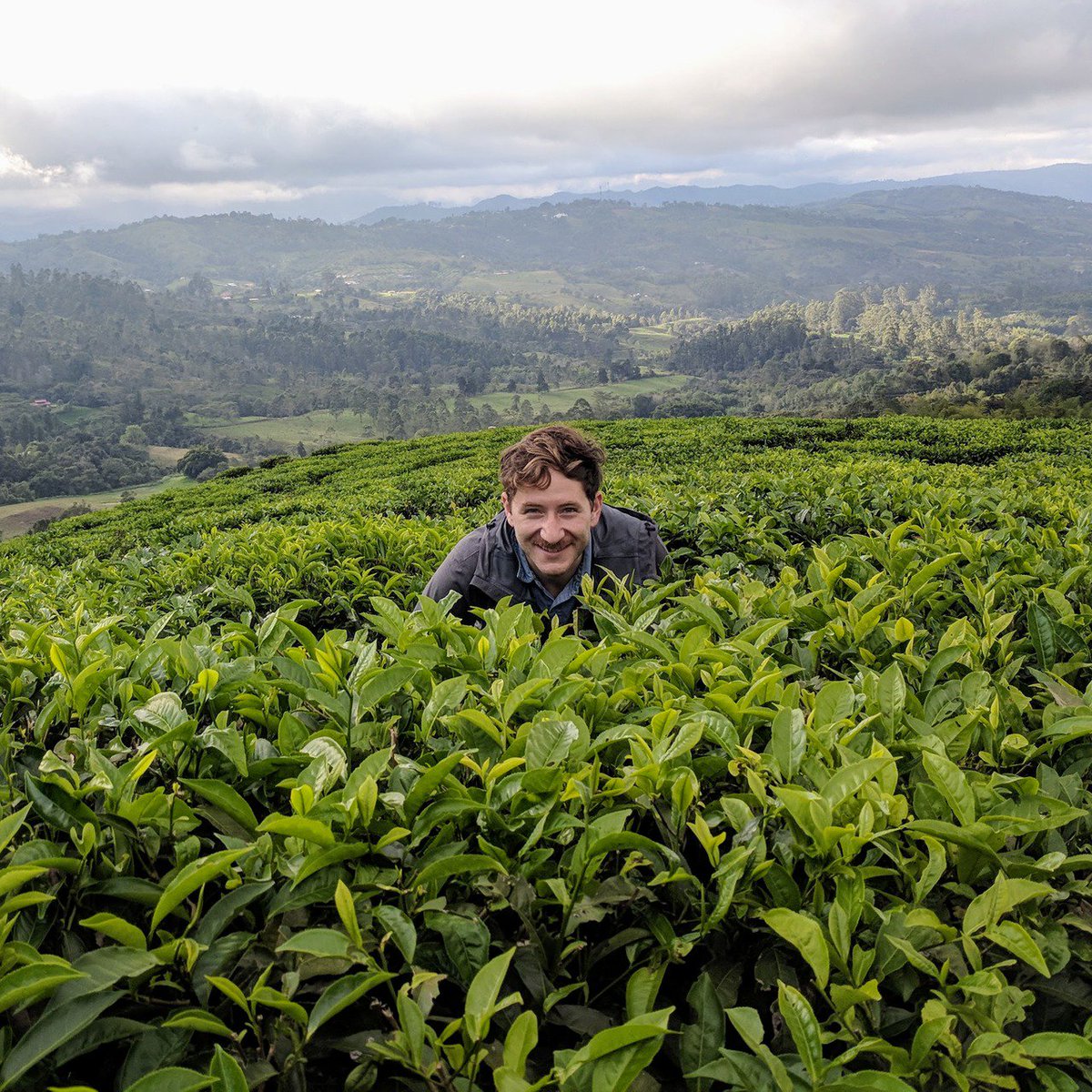 teaepicure's tweet photo. Check out Jordan, our Editor in Chief, hiding in the pristine #tea fields at #Bitaco in gorgeous #Colombia. You thought Tony was the only one?? https://t.co/JpBhXvEtQs
