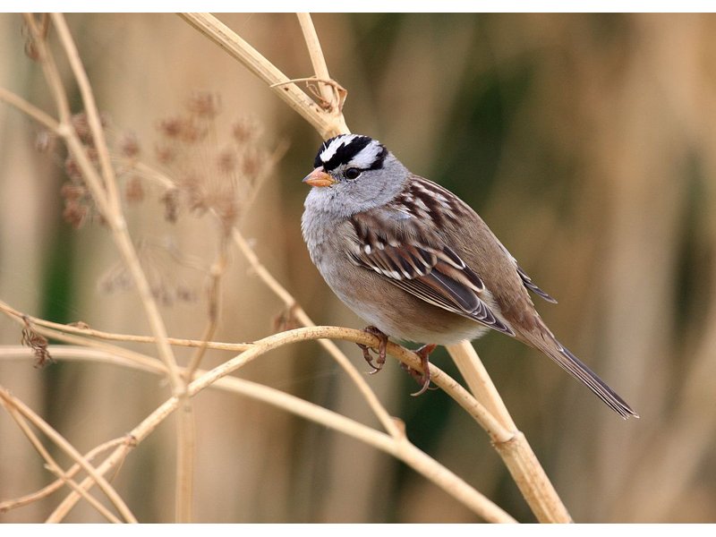 Songbirds, Not Just Bees, Impacted by Insecticides dlvr.it/Q0HjSt https://t.co/SQTn1XmLiZ