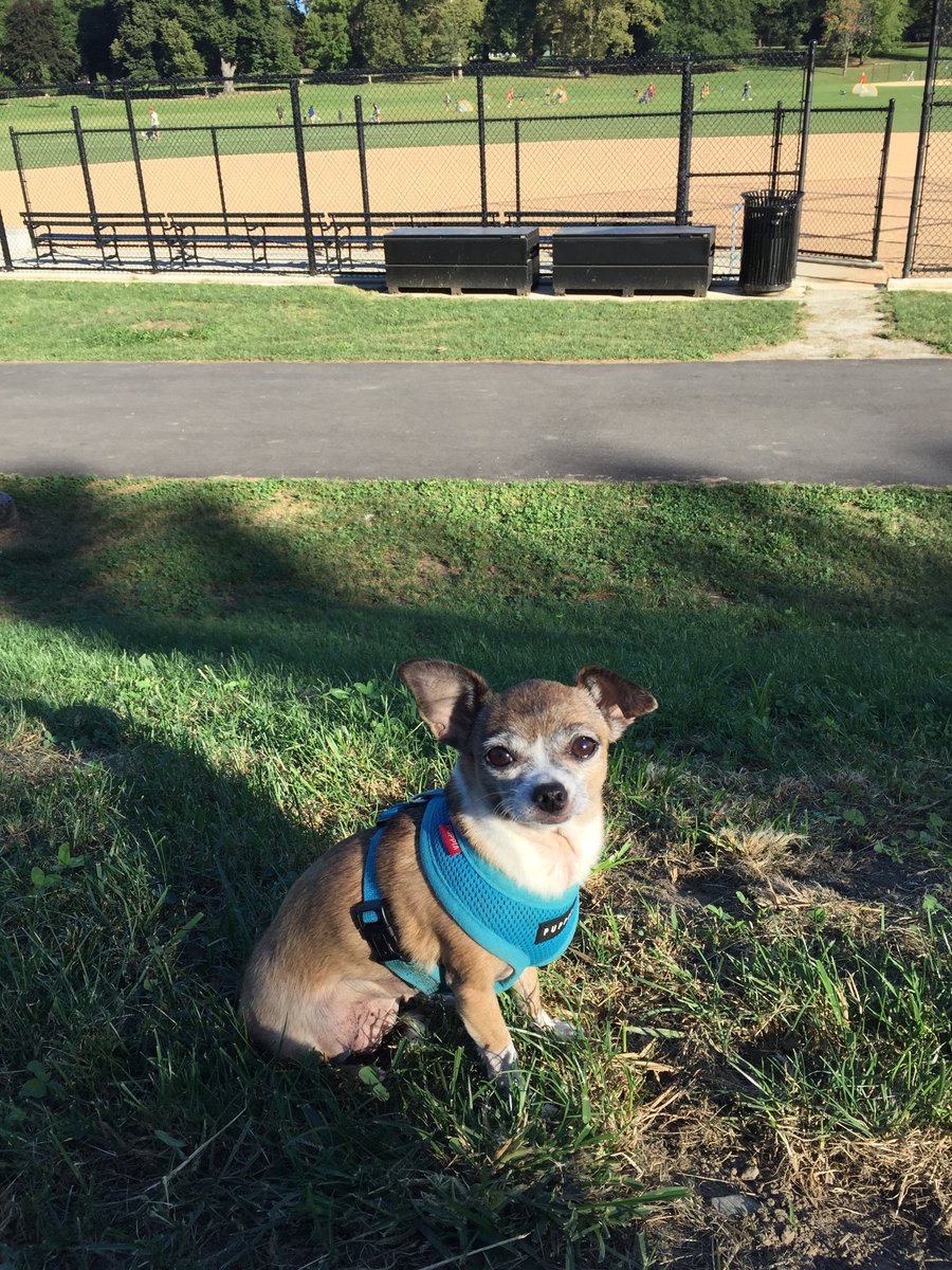 buhny's tweet image. We named this nugget #FTLDrive (aka Effie) after her older adopted sibs @AngryRocket &amp;amp; @BoosterYule 
#AdoptDontShop