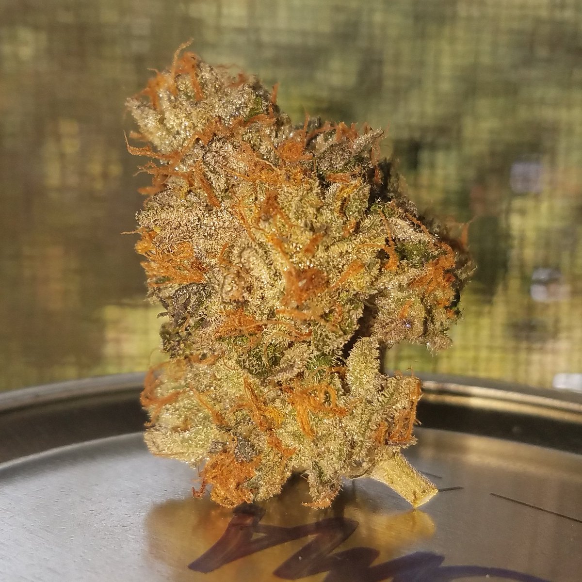 DudeGrows's tweet photo. Budrow25's FROSTY Dark Plasma in day 6 #dgcdank #dudegrows https://t.co/dZOu6LlspY